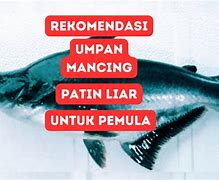 Umpan Jitu Untuk Mancing Ikan Patin Liar